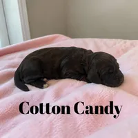 Cotton Candy, a female Cockapoo for sale in Ellenburg Depot, NY – Photo 3 of 4