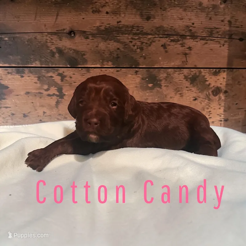 Cotton Candy – Cockapoo puppy for sale in Ellenburg Depot, NY