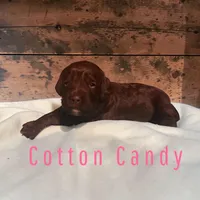 Cotton Candy, a female Cockapoo for sale in Ellenburg Depot, NY – Photo 2 of 4