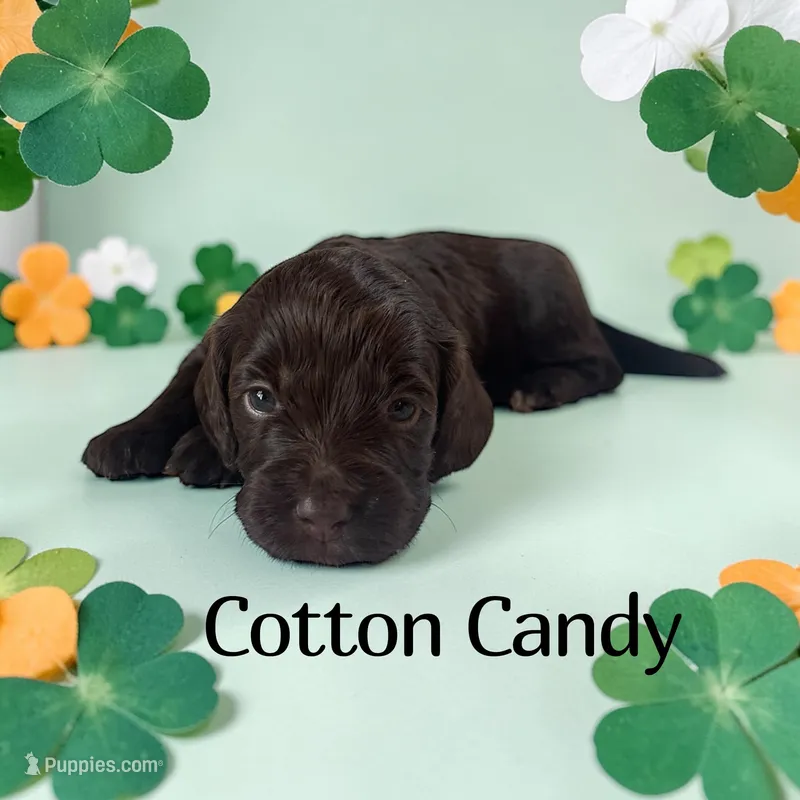 Cotton Candy – Cockapoo puppy for sale in Ellenburg Depot, NY