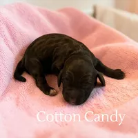 Cotton Candy, a female Cockapoo for sale in Ellenburg Depot, NY – Photo 4 of 4