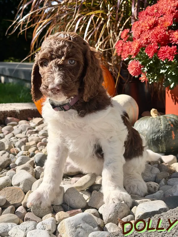 Dolly – Goldendoodle puppy for sale in Ellenburg Depot, NY