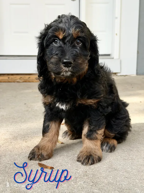 Syrup – Aussiedoodle, Miniature Aussiedoodle puppy for sale in Ellenburg Depot, NY