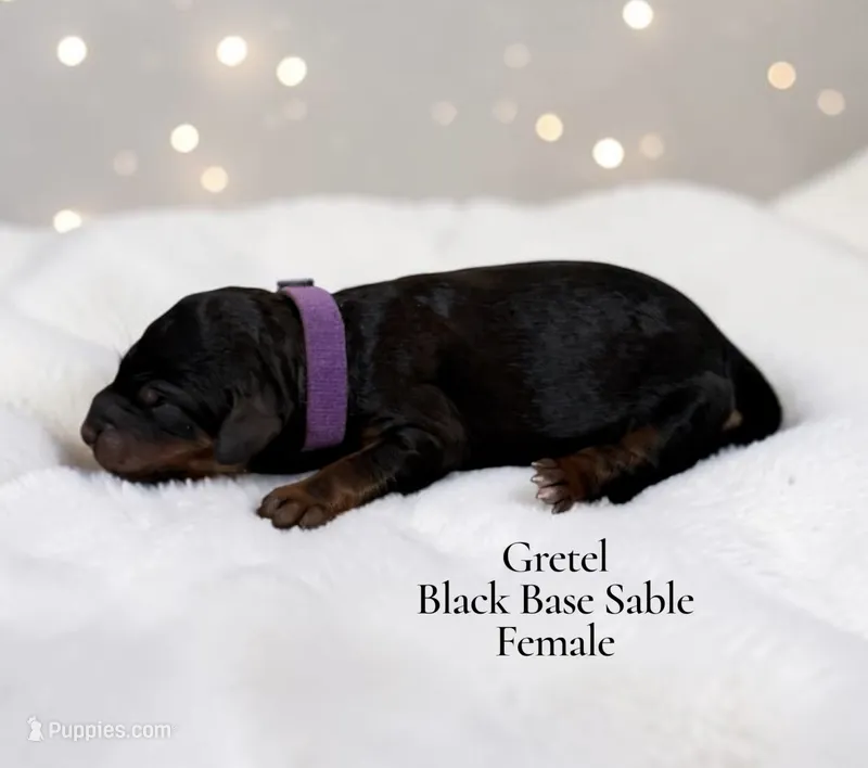 Gretel – Poodle - Standard  puppy for sale in Ellenburg Depot, NY