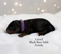Gretel, a female Poodle - Standard  for sale in Ellenburg Depot, NY – 1 of 1