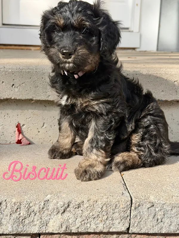 Biscuit – Aussiedoodle, Miniature Aussiedoodle puppy for sale in Ellenburg Depot, NY