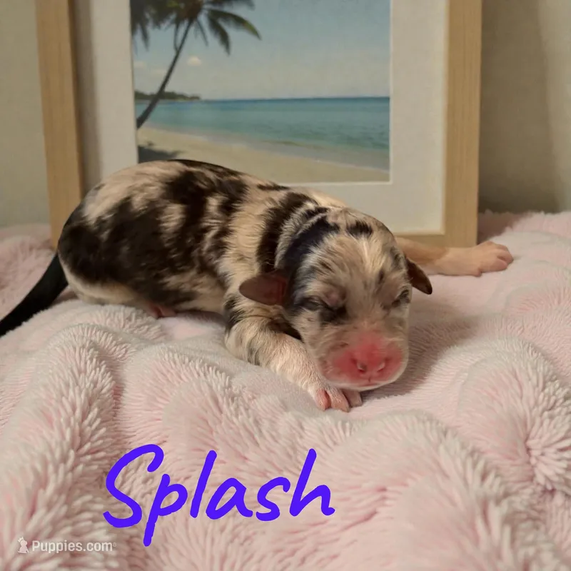 Splash – Miniature Aussiedoodle puppy for sale in Ellenburg Depot, NY