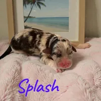 Splash, a female Miniature Aussiedoodle for sale in Ellenburg Depot, NY – 1 of 1