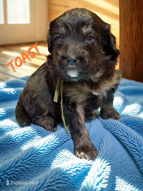 Toast – Aussiedoodle, Miniature Aussiedoodle puppy for sale in Ellenburg Depot, NY