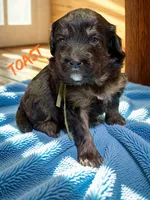Toast, a male Aussiedoodle and Miniature Aussiedoodle for sale in Ellenburg Depot, NY – 1 of 2