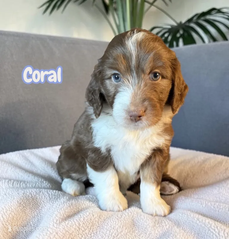 Coral – Miniature Aussiedoodle puppy for sale in Ellenburg Depot, NY