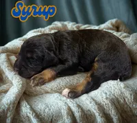 Syrup, a male Aussiedoodle and Miniature Aussiedoodle for sale in Ellenburg Depot, NY – 2 of 2