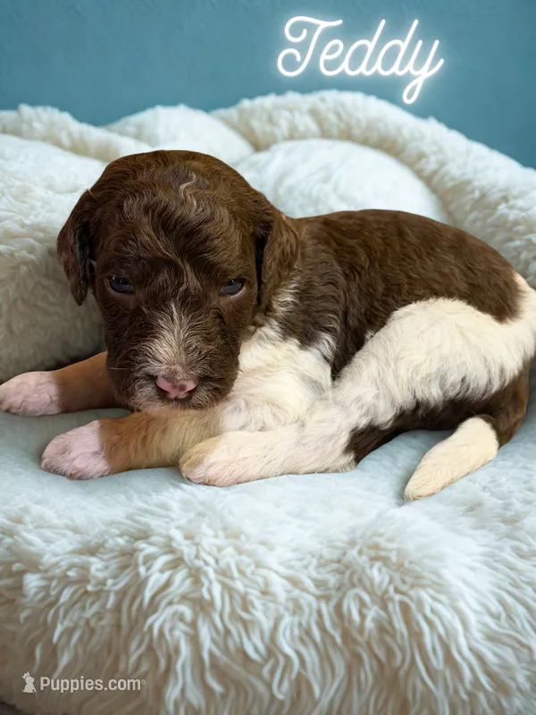 Teddy – Goldendoodle puppy for sale in Ellenburg Depot, NY