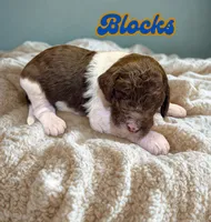 Blocks, a male Goldendoodle for sale in Ellenburg Depot, NY – 2 of 2