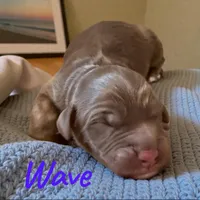 Wave, a male Miniature Aussiedoodle for sale in Ellenburg Depot, NY – 2 of 2