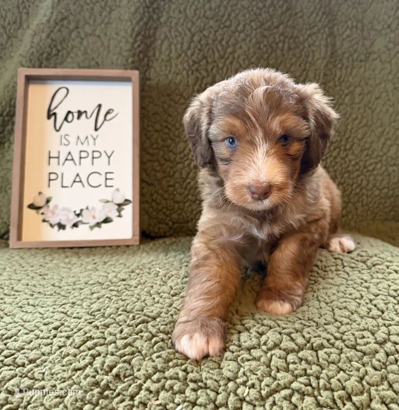 Mum – Aussiedoodle puppy for sale in Ellenburg Depot, NY