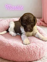 Marble, a female Goldendoodle for sale in Ellenburg Depot, NY – 1 of 2