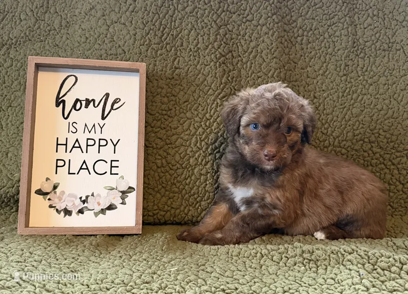 Cocoa – Aussiedoodle puppy for sale in Ellenburg Depot, NY