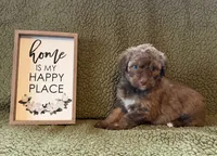 Cocoa, a female Aussiedoodle for sale in Ellenburg Depot, NY – 3 of 5