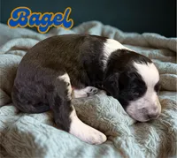 Bagel, a male Aussiedoodle and Miniature Aussiedoodle for sale in Ellenburg Depot, NY – 2 of 2