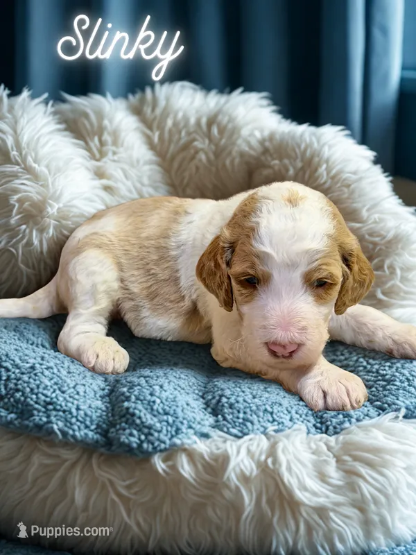 Slinky – Goldendoodle puppy for sale in Ellenburg Depot, NY