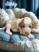 Slinky, a male Goldendoodle for sale in Ellenburg Depot, NY – 1 of 2