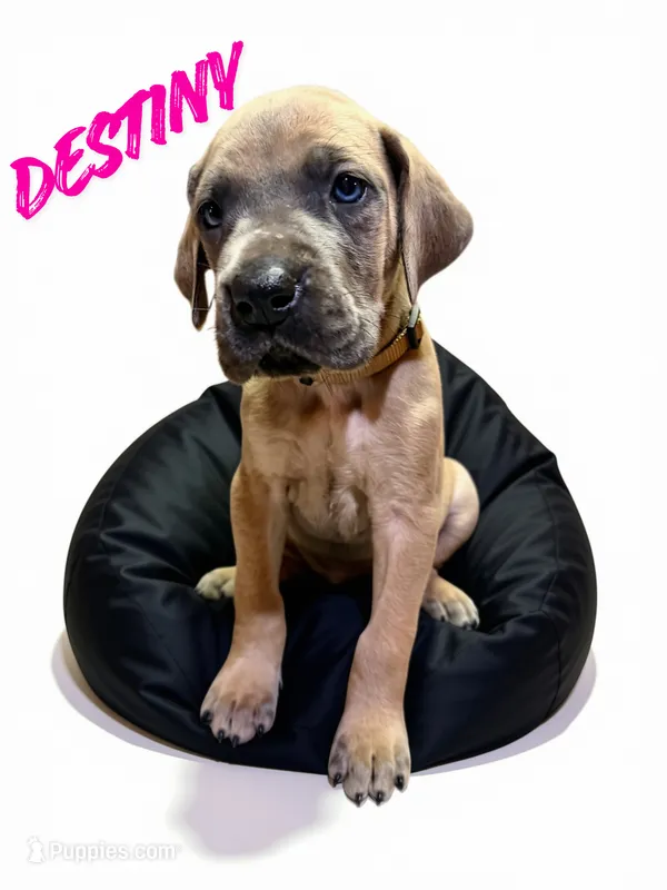 Destiny – Great Dane puppy for sale in Ellenburg Depot, NY