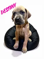 Destiny, a female Great Dane for sale in Ellenburg Depot, NY – 4 of 8