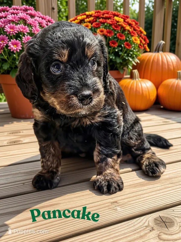 Pancake – Aussiedoodle, Miniature Aussiedoodle puppy for sale in Ellenburg Depot, NY