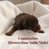 Cappuccino , a male Poodle - Standard  for sale in Ellenburg Depot, NY – Photo 3 of 3