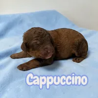 Cappuccino , a male Poodle - Standard  for sale in Ellenburg Depot, NY – Photo 2 of 3