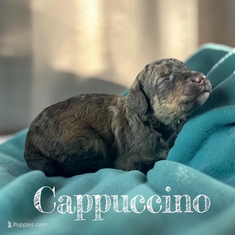 Cappuccino  – Poodle - Standard  puppy for sale in Ellenburg Depot, NY