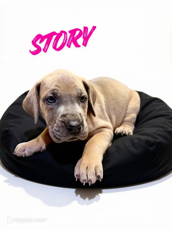 Story – Great Dane puppy for sale in Ellenburg Depot, NY