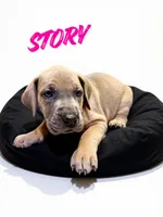 Story, a female Great Dane for sale in Ellenburg Depot, NY – 4 of 8