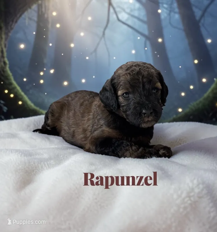 Rapunzel – Poodle - Standard  puppy for sale in Ellenburg Depot, NY