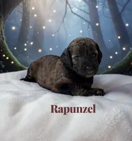 Rapunzel, a female Poodle - Standard  for sale in Ellenburg Depot, NY – 5 of 7