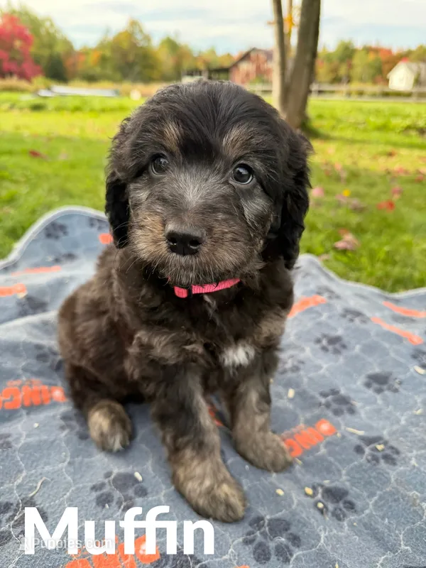 Muffin – Aussiedoodle, Miniature Aussiedoodle puppy for sale in Ellenburg Depot, NY