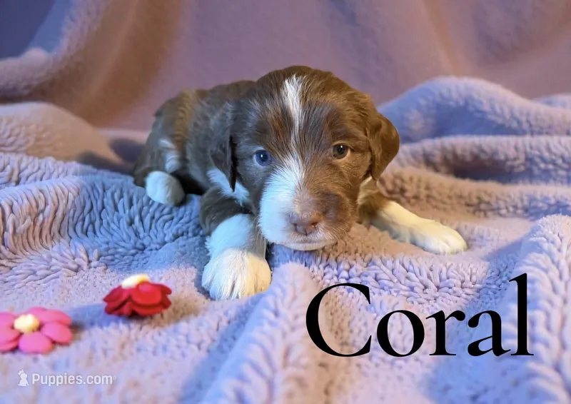 Coral – Miniature Aussiedoodle puppy for sale in Ellenburg Depot, NY