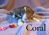 Coral, a female Miniature Aussiedoodle for sale in Ellenburg Depot, NY – 4 of 8