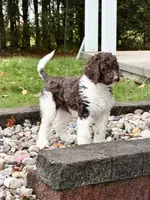 Puzzle, a female Goldendoodle for sale in Ellenburg Depot, NY – 6 of 10