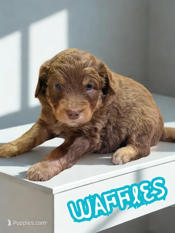 Waffles – Aussiedoodle, Miniature Aussiedoodle puppy for sale in Ellenburg Depot, NY