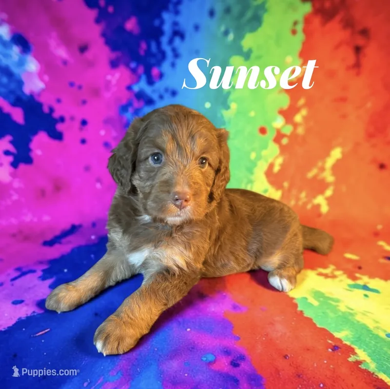 Sunset – Miniature Aussiedoodle puppy for sale in Ellenburg Depot, NY