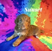 Sunset, a female Miniature Aussiedoodle for sale in Ellenburg Depot, NY – 2 of 7