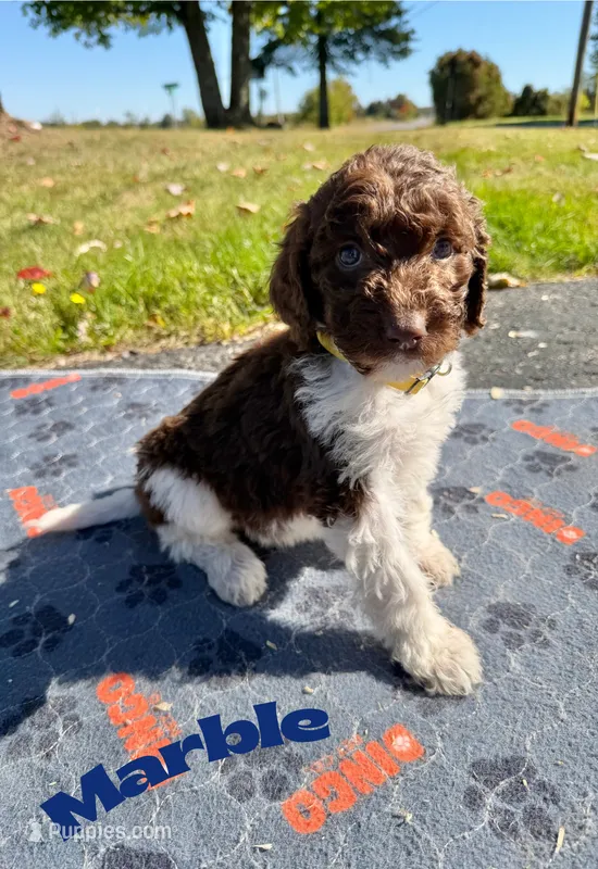 Marble – Goldendoodle puppy for sale in Ellenburg Depot, NY