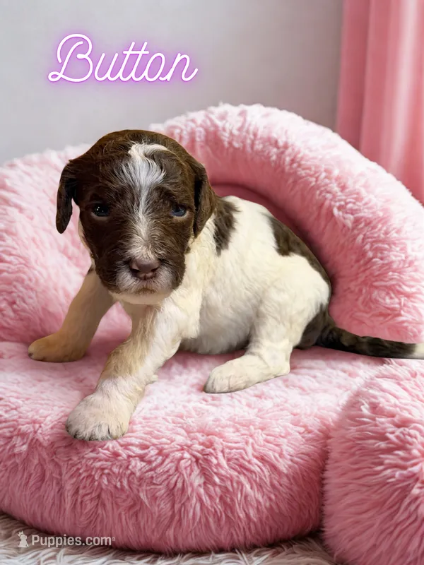Button – Goldendoodle puppy for sale in Ellenburg Depot, NY