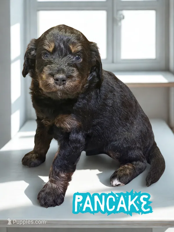 Pancake – Aussiedoodle, Miniature Aussiedoodle puppy for sale in Ellenburg Depot, NY