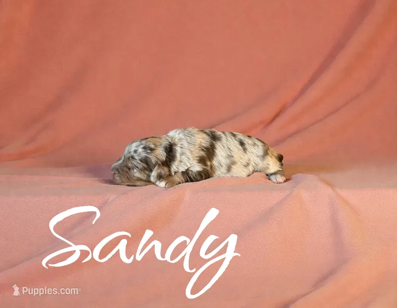 Sandy – Miniature Aussiedoodle puppy for sale in Ellenburg Depot, NY