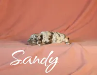 Sandy, a female Miniature Aussiedoodle for sale in Ellenburg Depot, NY – 2 of 3