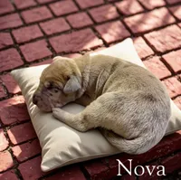 Nova, a female Great Dane for sale in Ellenburg Depot, NY – 2 of 2