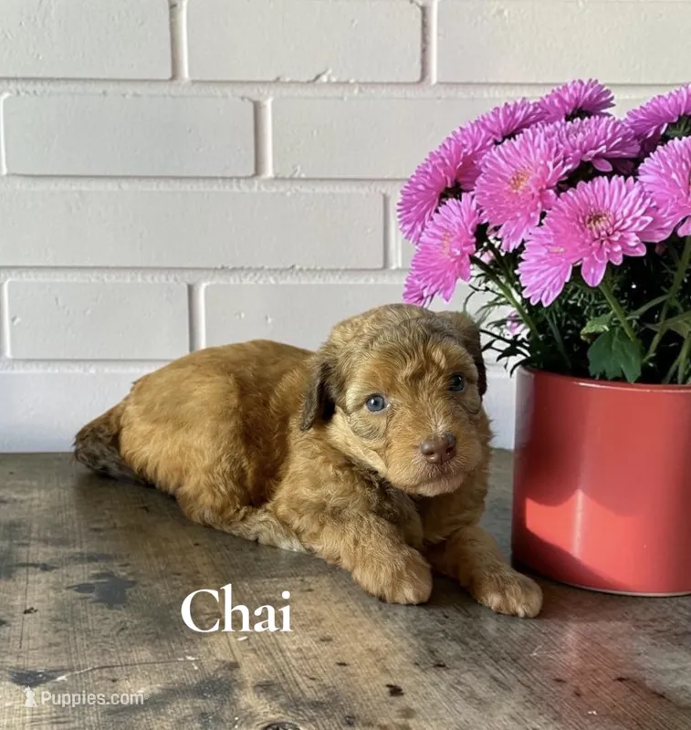 Chai – Aussiedoodle puppy for sale in Ellenburg Depot, NY
